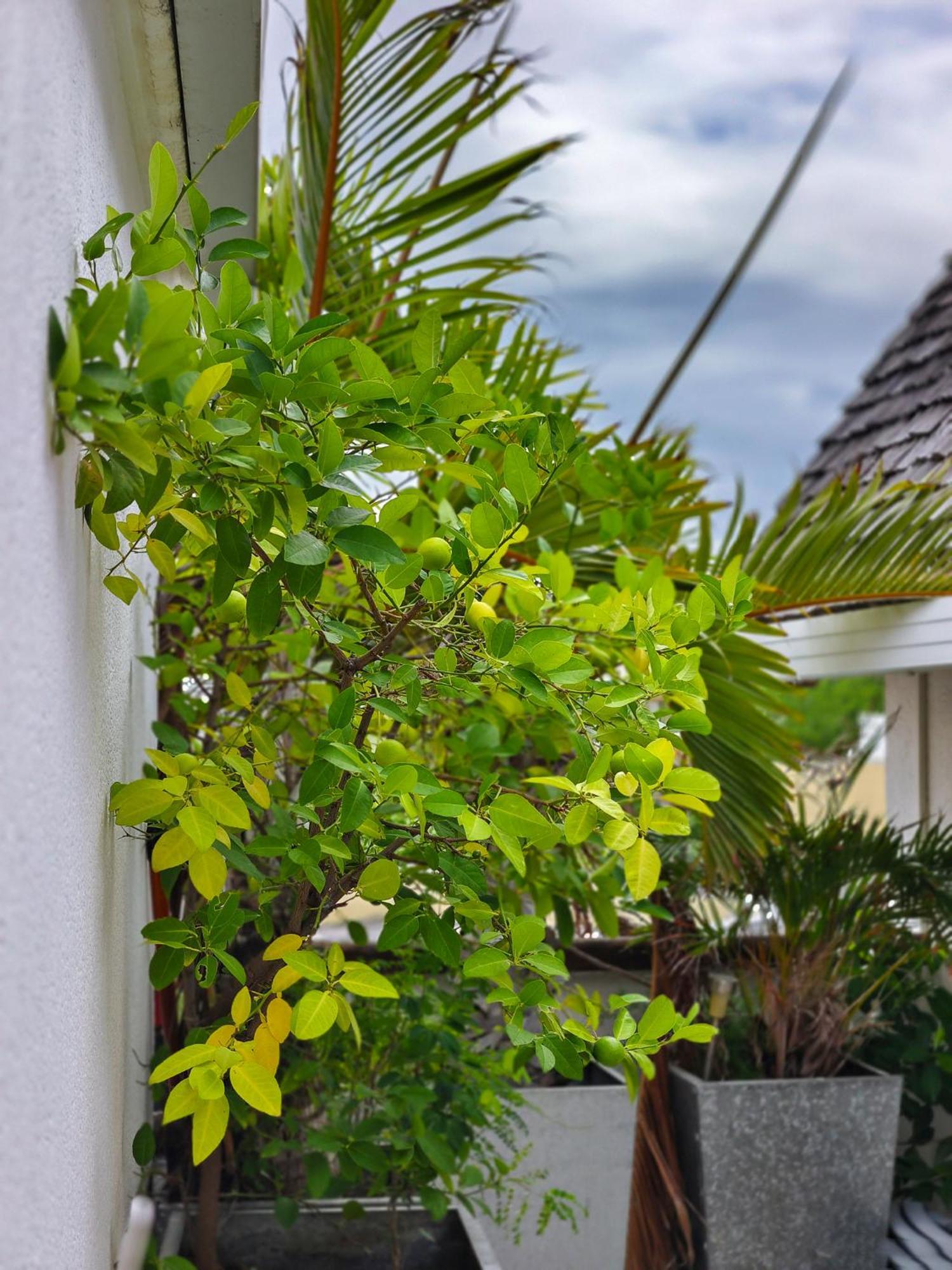 Apartament Le Flamboyant Saint-Gilles Les Bains Zewnętrze zdjęcie